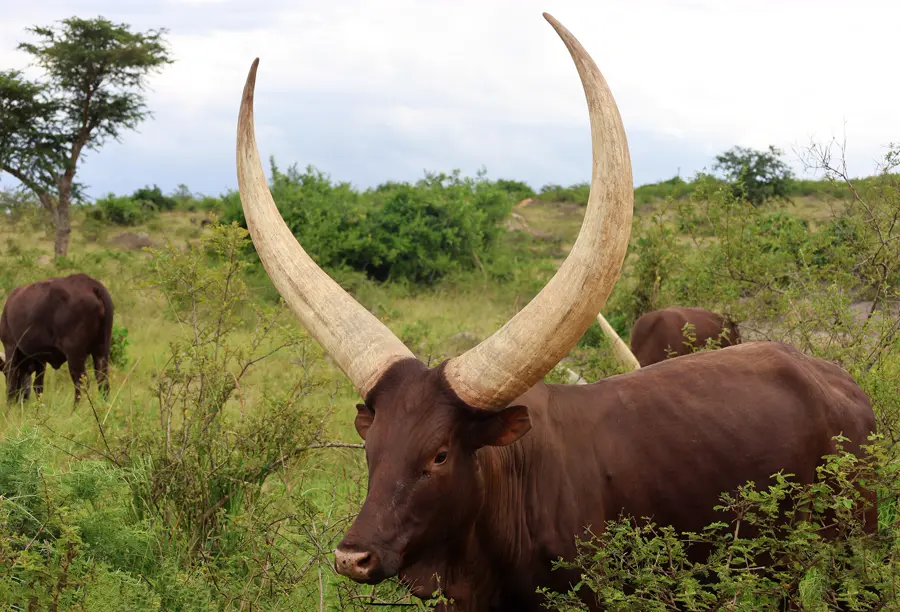 An Ankole cow with long, pale horns