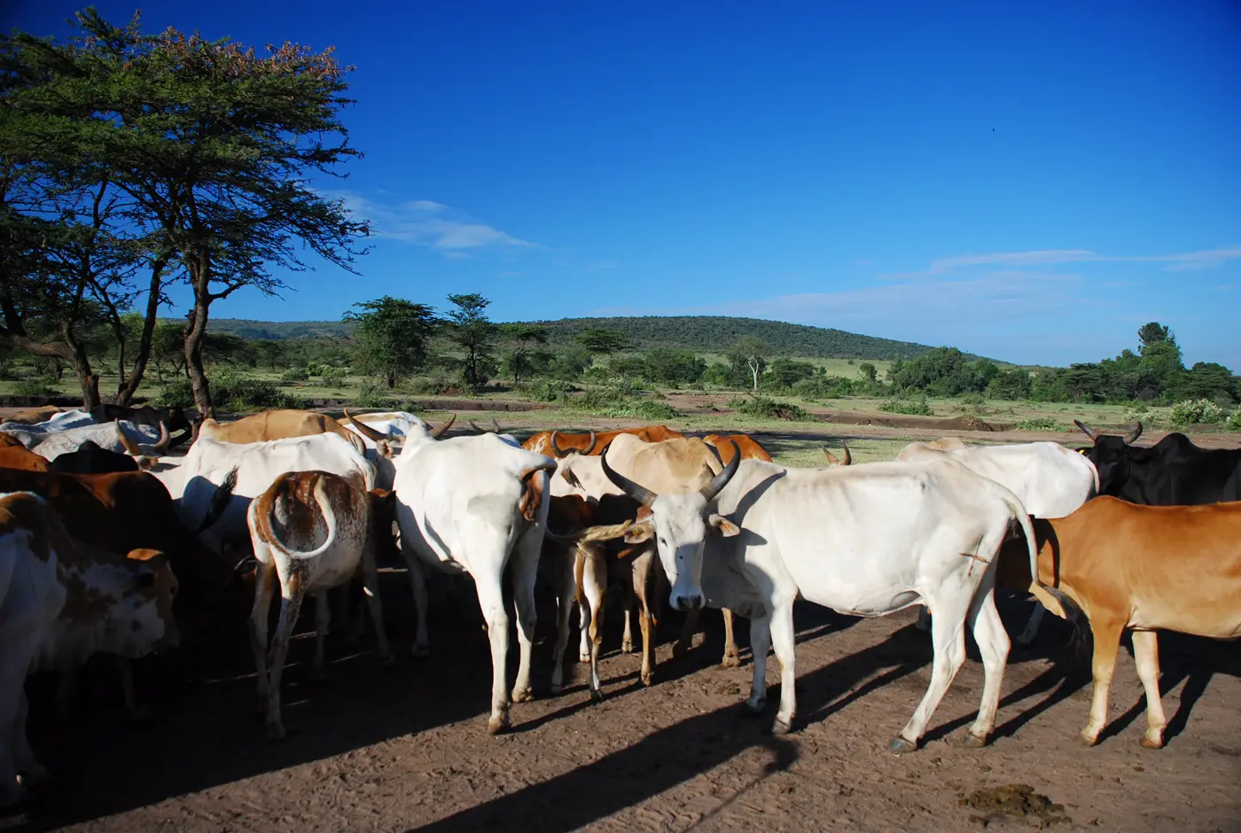 Maasai cattle gathered under a blue sky in Kenya