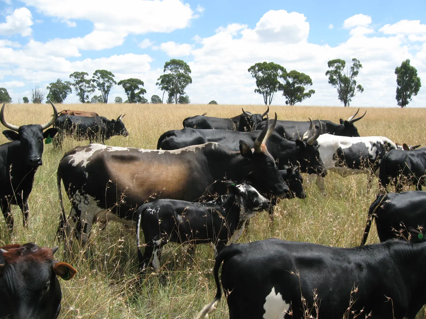 A herd of black-and-white Nguni cattle in South African grassland