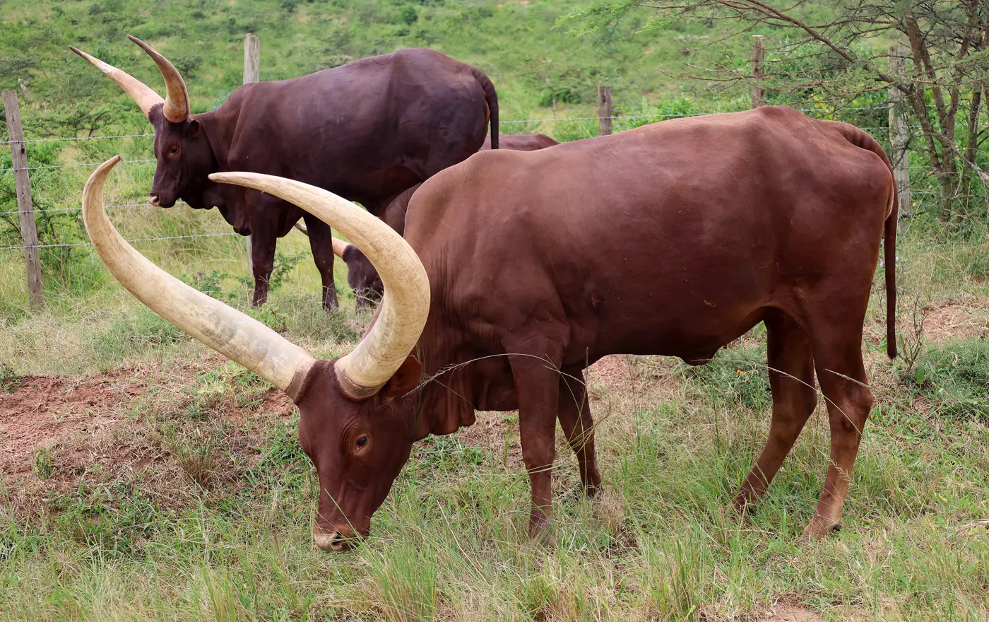 Two long-horned Ankole cattle grazing in Uganda