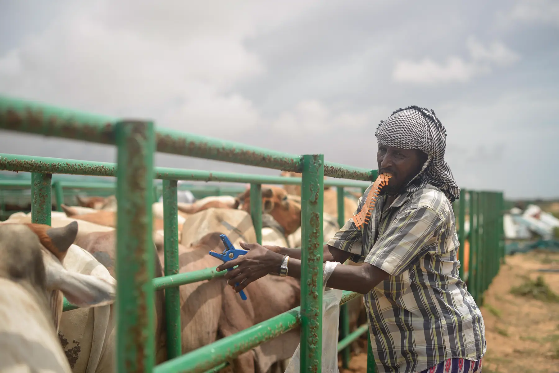 A cattle worker fitting ear tags along a line of cattle in a crush